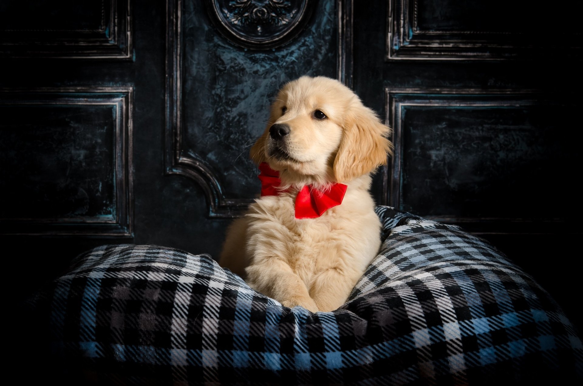 HD desktop wallpaper of a golden retriever puppy with a red bow tie resting on a black-and-white checkered blanket against a dark ornate background.