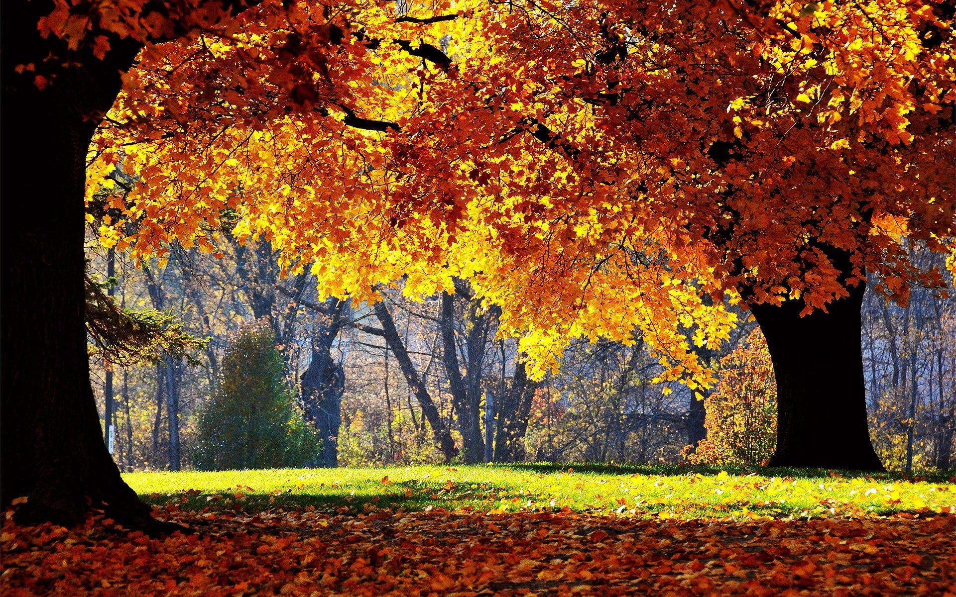 Картинки на рабочий стол осень. Осенний парк. Фон для рабочего стола осень. Золотая осень.