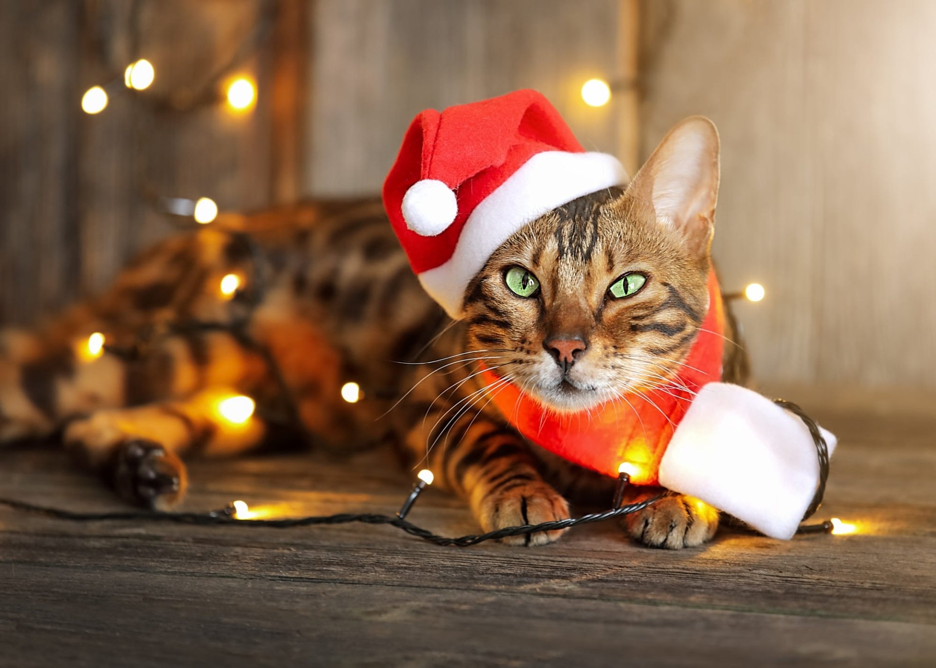 Download Santa Hat Animal Cat HD Wallpaper