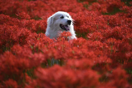 5K Ultra HD PC desktop wallpaper of a white dog (animal) nestled in a dense field of vivid red flowers.