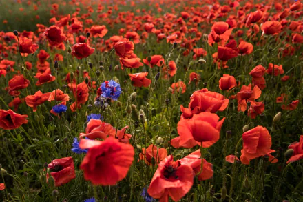 red flower nature poppy HD Desktop Wallpaper | Background Image