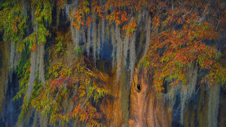 HD desktop wallpaper featuring a cypress tree draped with Spanish moss, surrounded by vibrant autumn foliage in a serene natural setting.