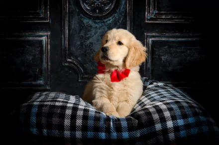 HD desktop wallpaper of a golden retriever puppy with a red bow tie resting on a black-and-white checkered blanket against a dark ornate background.