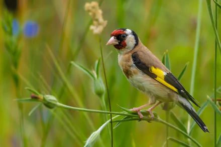 european goldfinch Animal goldfinch HD Desktop Wallpaper | Background Image