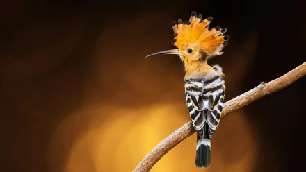 Animal hoopoe HD Desktop Wallpaper | Background Image