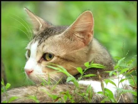  cat stalking mice