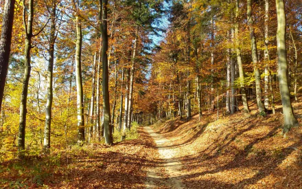 HD PC desktop wallpaper of a sunlit forest path surrounded by tall trees with autumn foliage in warm golden hues.