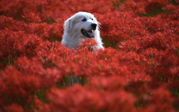 Animal Dog Dogs Red Flower HD Wallpaper | Background Image