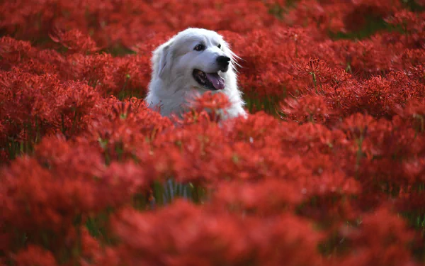 red flower Animal dog HD Desktop Wallpaper | Background Image