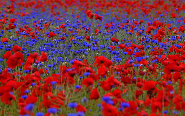 red flower cornflower summer field nature poppy HD Desktop Wallpaper | Background Image
