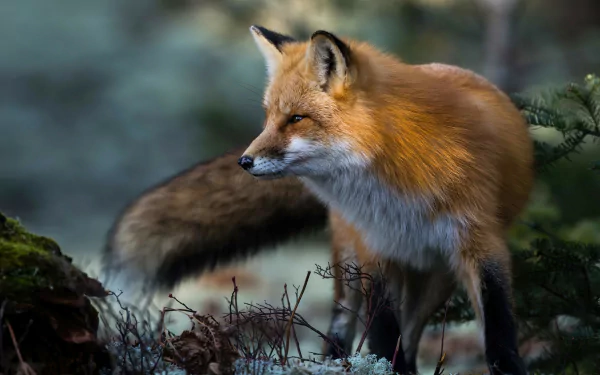 A striking HD desktop wallpaper featuring a majestic fox gracefully standing in a scenic background.