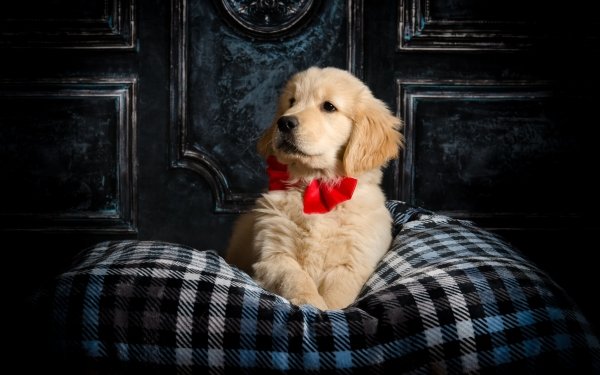 Animal Golden Retriever Dogs Puppy Baby Animal HD Wallpaper | Background Image