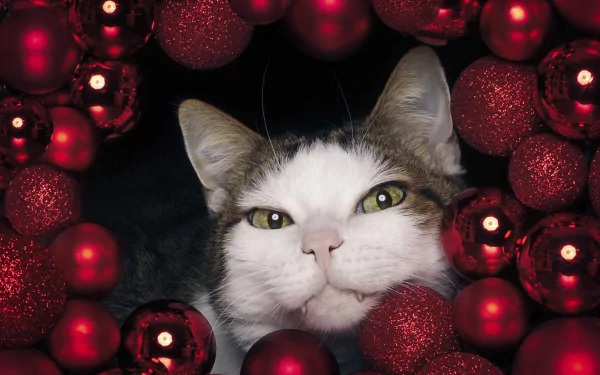 bauble Animal cat HD Desktop Wallpaper | Background Image
