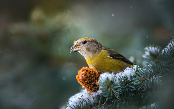  Red Crossbill (loxia curvirostra) by Daniil Komov