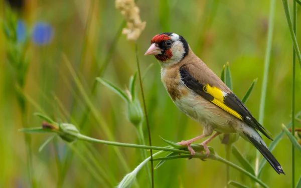 european goldfinch Animal goldfinch HD Desktop Wallpaper | Background Image