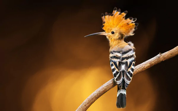 Animal hoopoe HD Desktop Wallpaper | Background Image