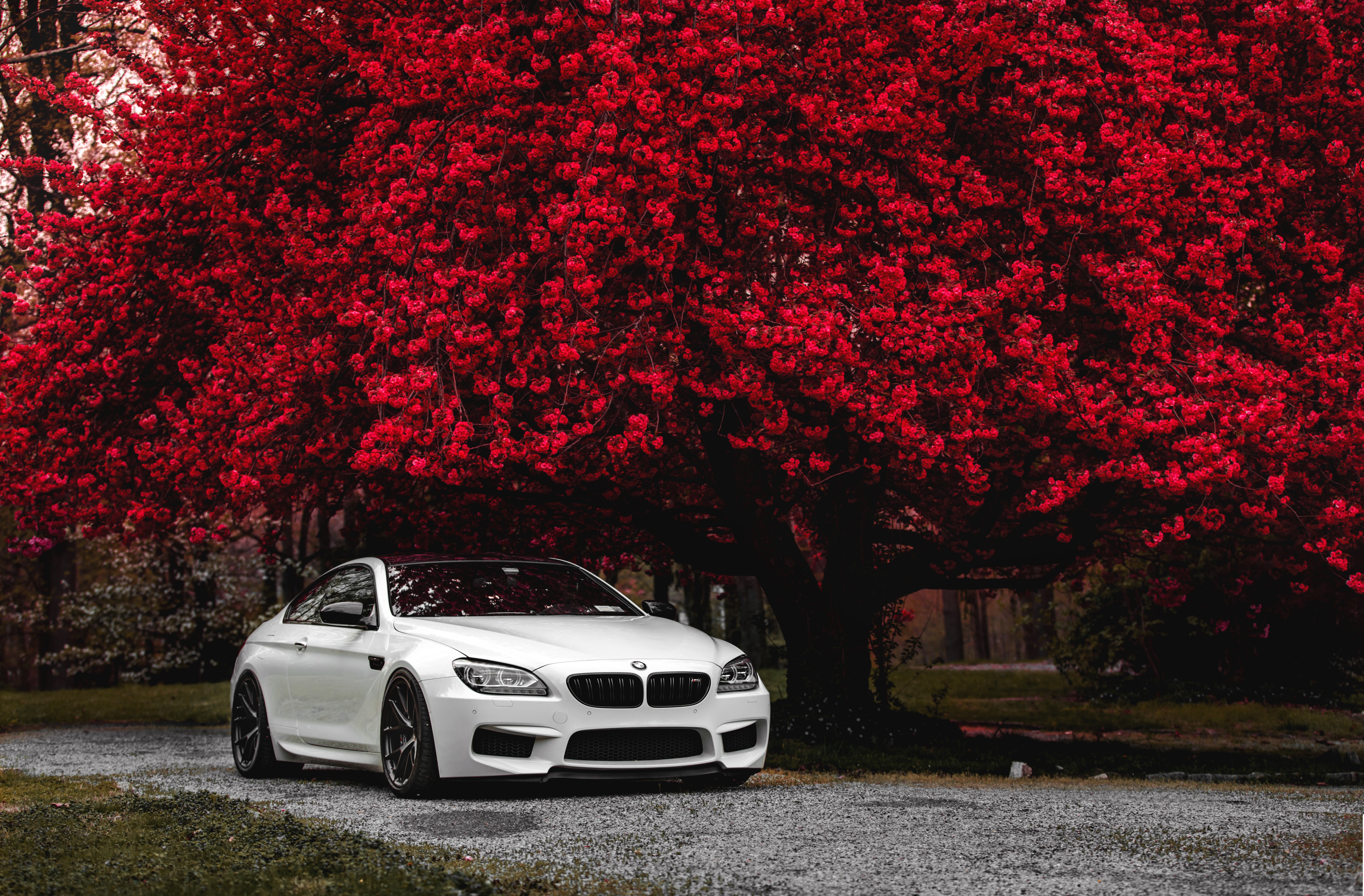 BMW M6 4k Ultra HD Wallpaper