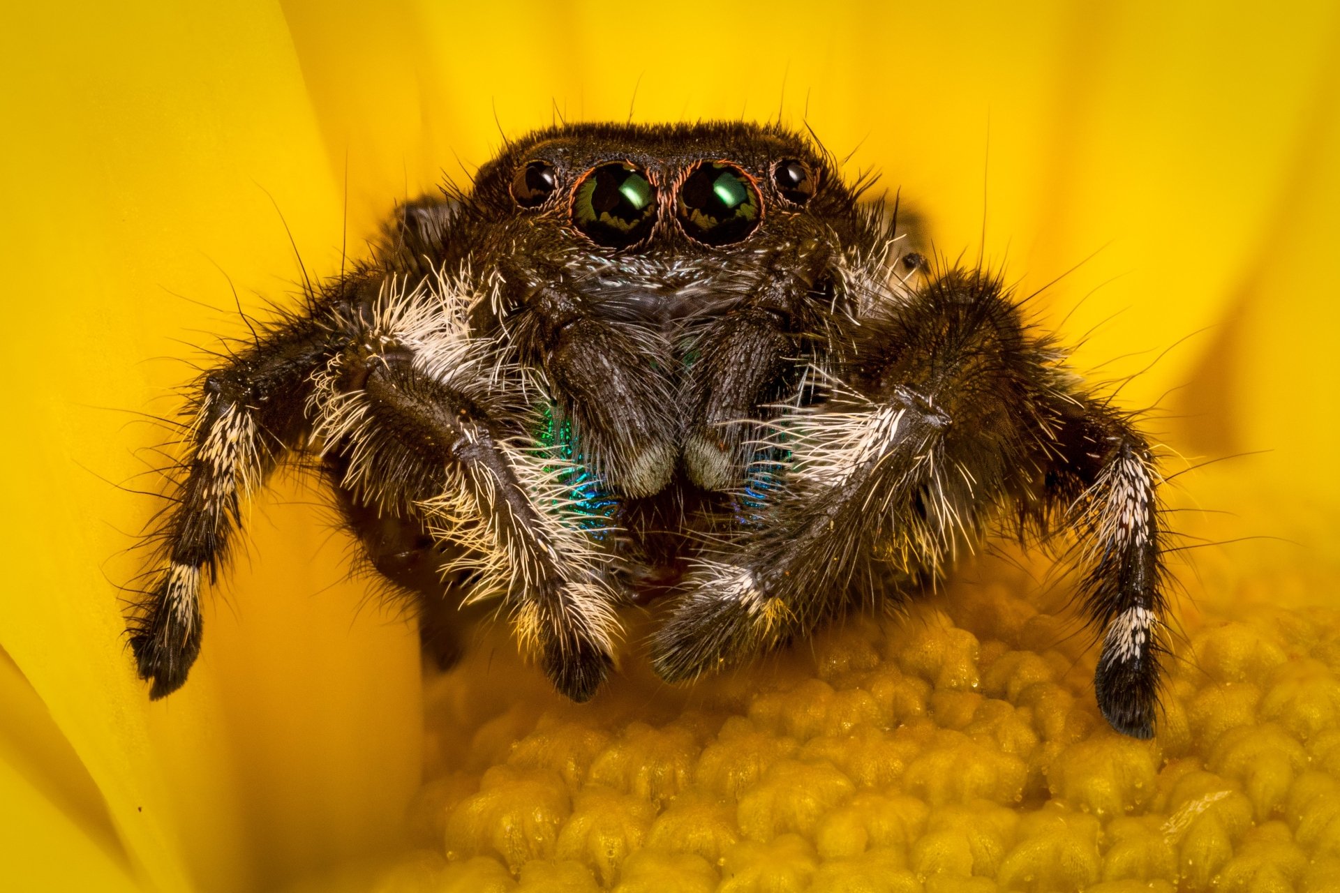 Download Macro Animal Jumping Spider 4k Ultra HD Wallpaper