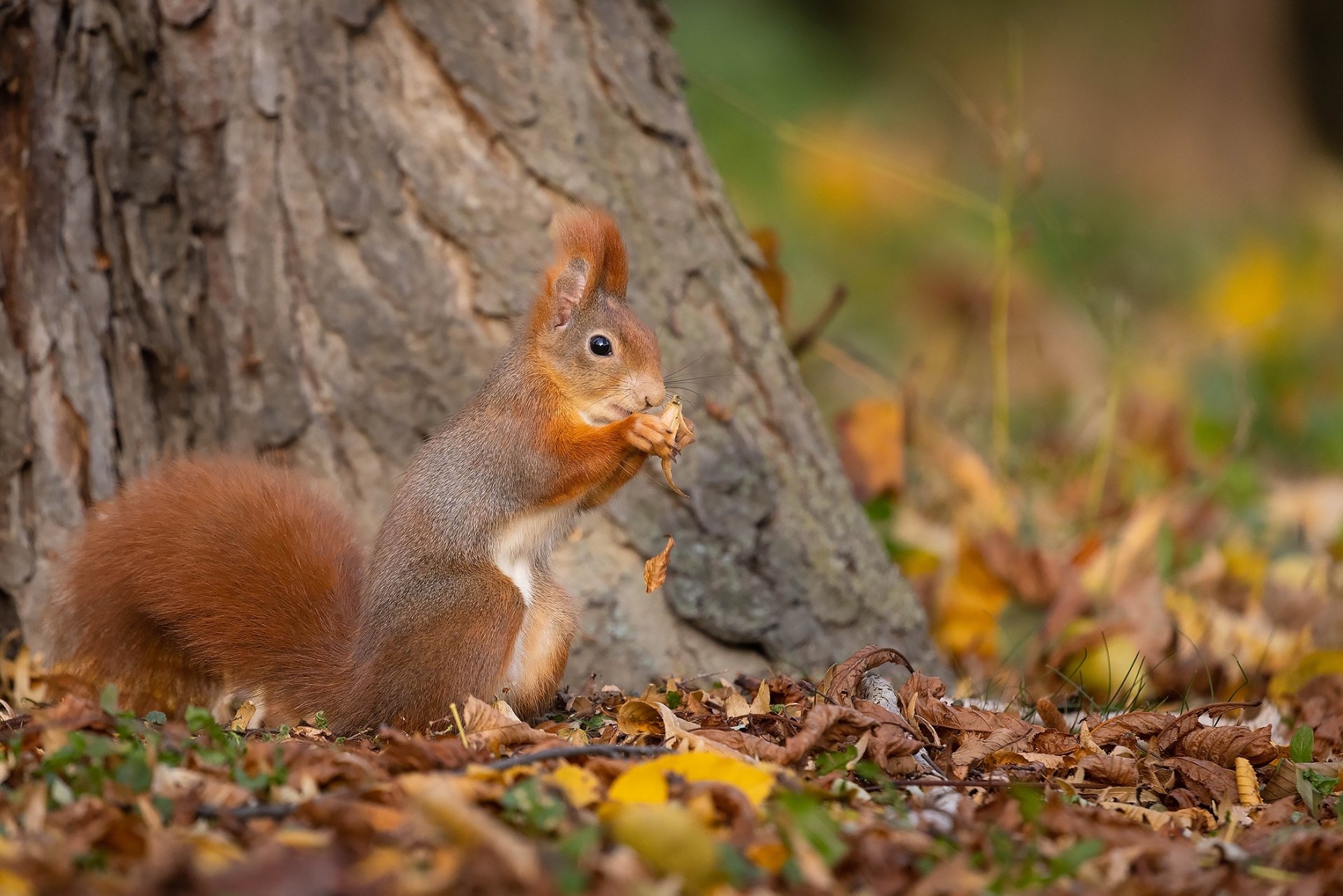 Download Rodent Animal Squirrel HD Wallpaper