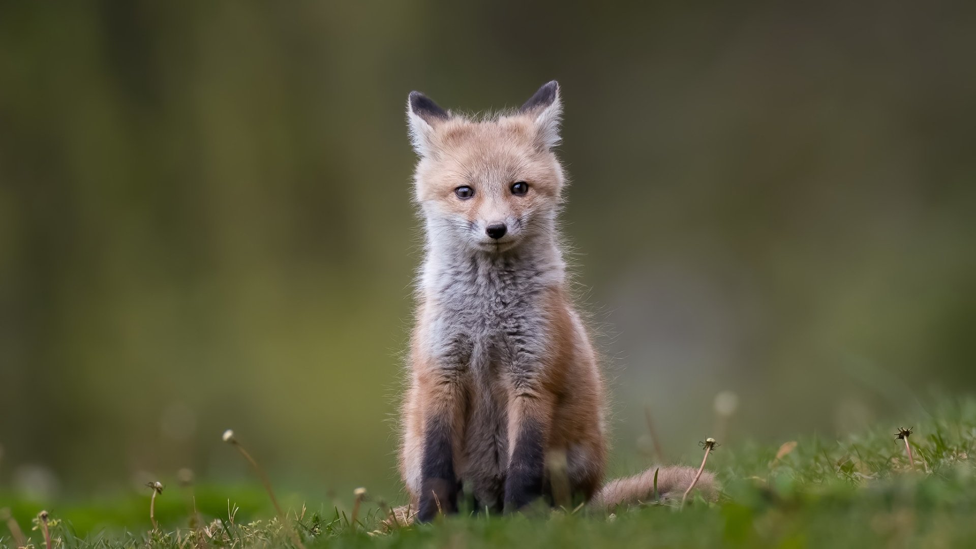 Majestic Fox Cub in High-Definition Nature Wallpaper | 2048x1152 ...