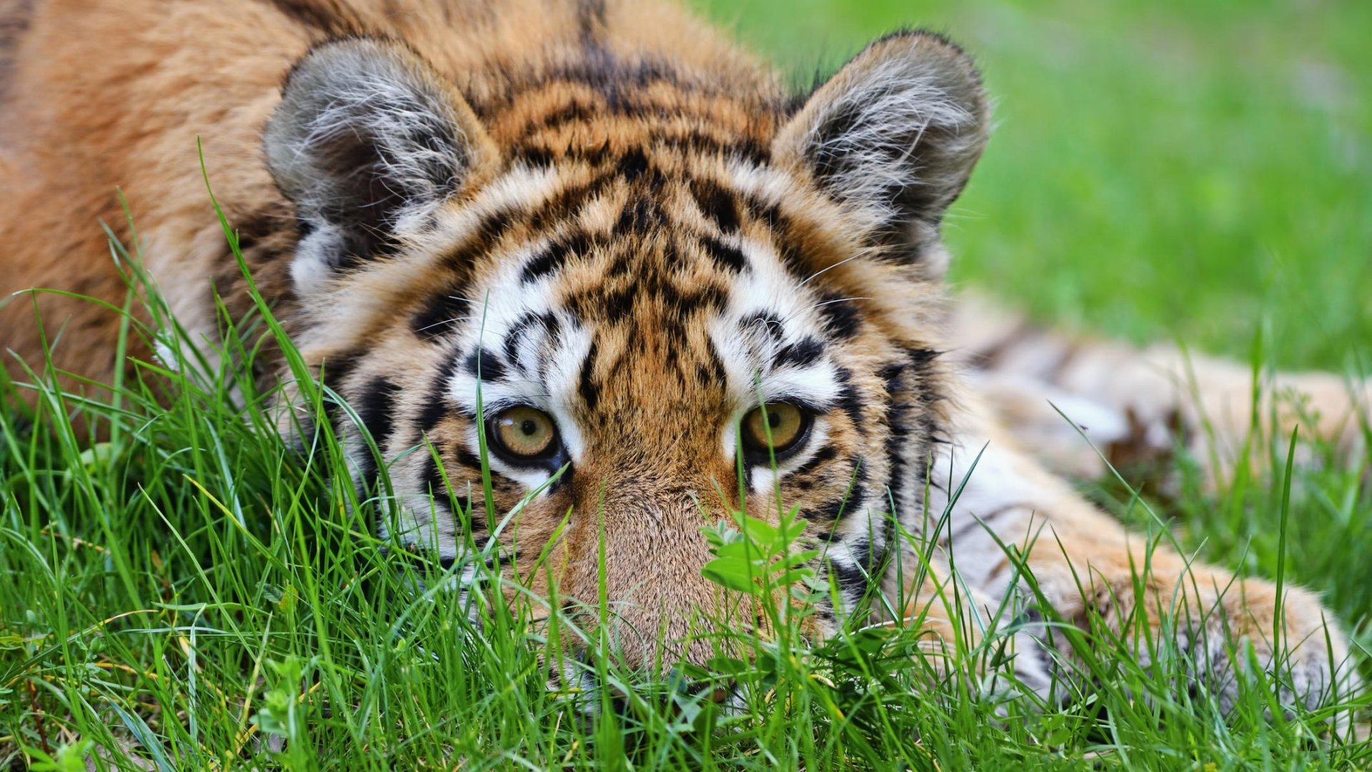 Download Stare Animal Tiger HD Wallpaper