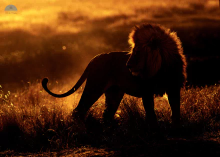  African Lion - Serengeti NP, Tanzania by Ankit Gita
