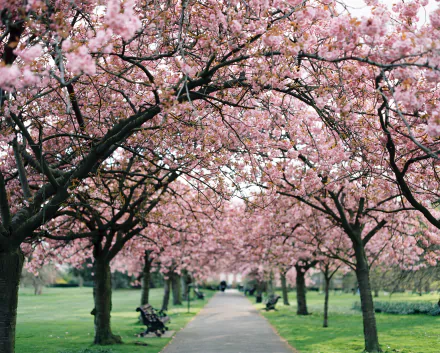  Cherry Blossoms in Spring by Kirstin Mckee