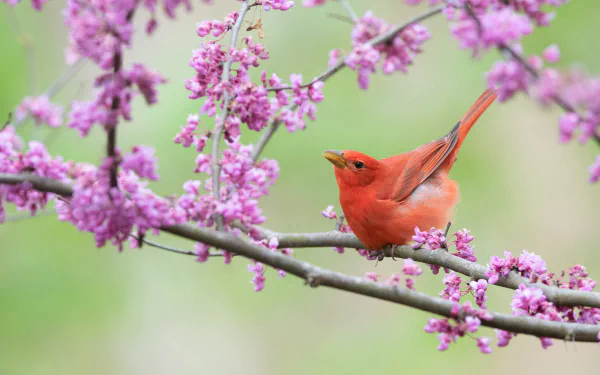 scarlet tanager Animal tanager HD Desktop Wallpaper | Background Image