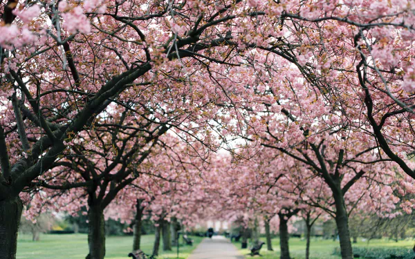 A vibrant park scene featuring blooming cherry blossom trees forming a floral canopy, captured in stunning 4K Ultra HD photography.