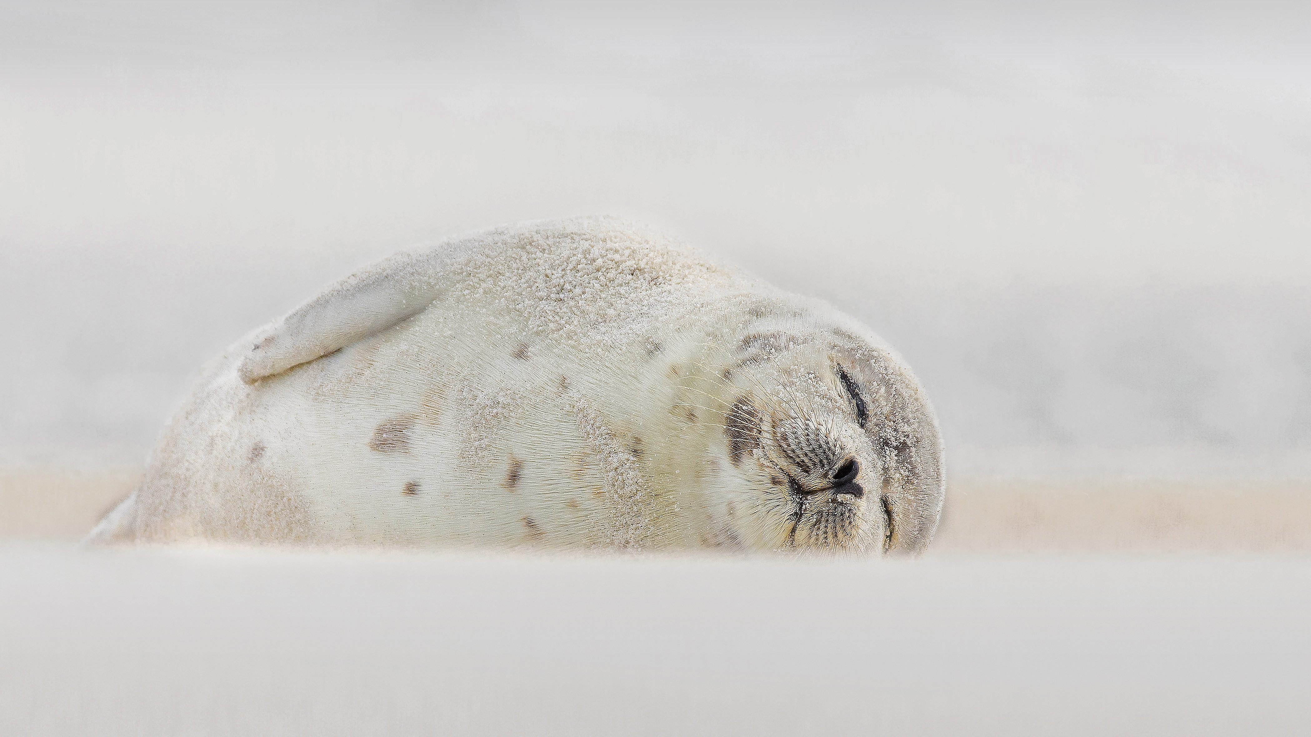 Harp seal sleeping at Jones Beach, Long Island, New York by Vicki Jauron