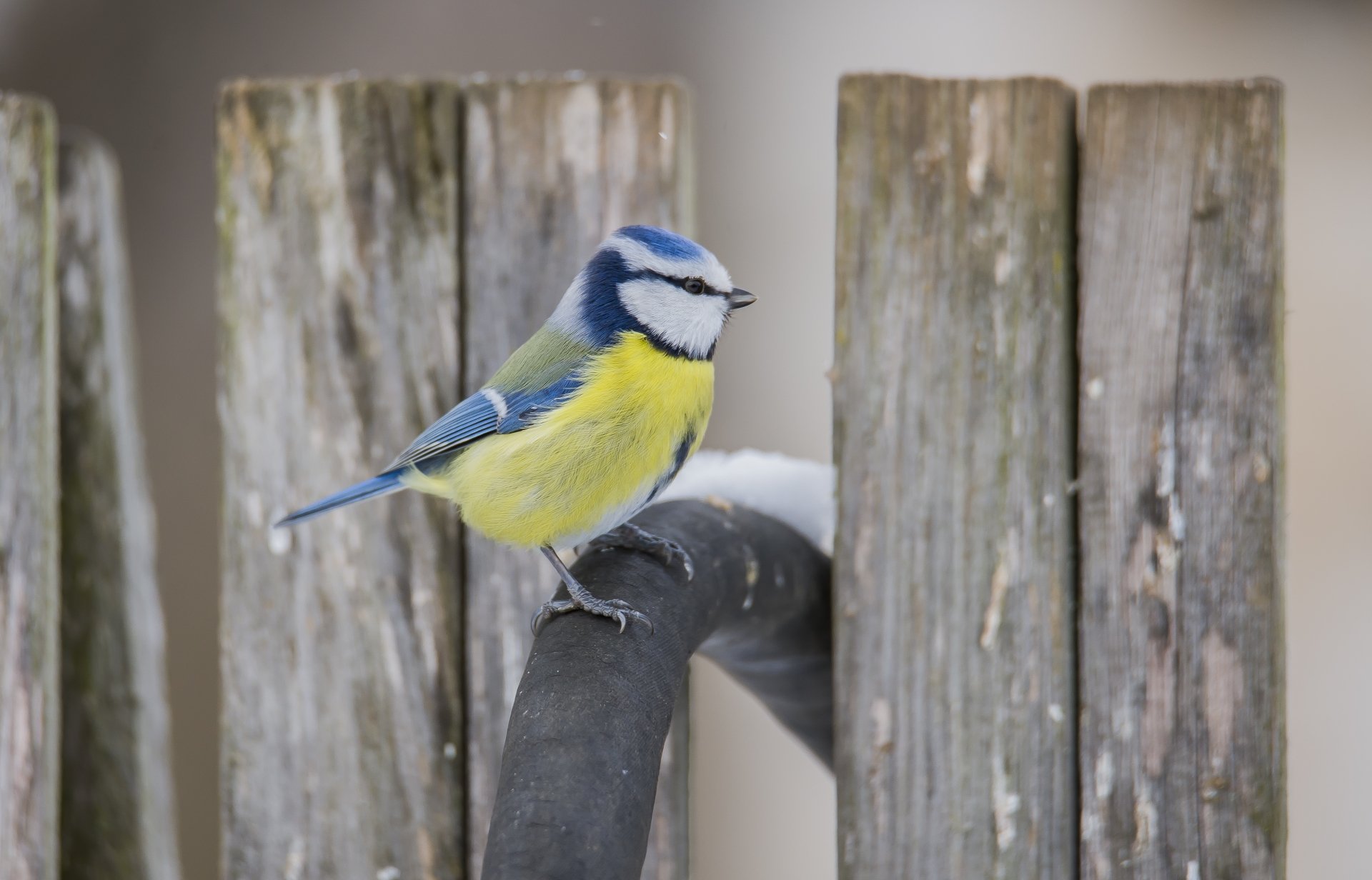 Download Blue Tit Animal Titmouse 4k Ultra HD Wallpaper