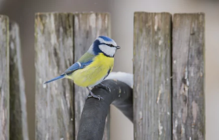 blue tit Animal titmouse HD Desktop Wallpaper | Background Image