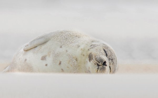 Animal Seal Seals Harp Seal HD Wallpaper | Background Image