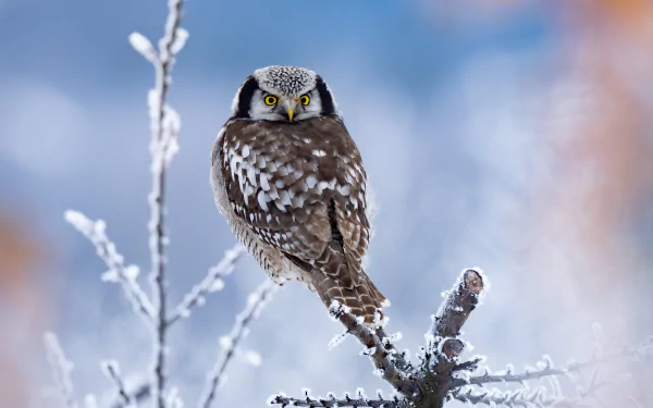 hawk owl Animal owl HD Desktop Wallpaper | Background Image