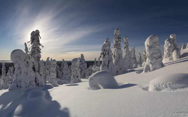 Snow day at Riisitunturi National Park in Lapland, Finland