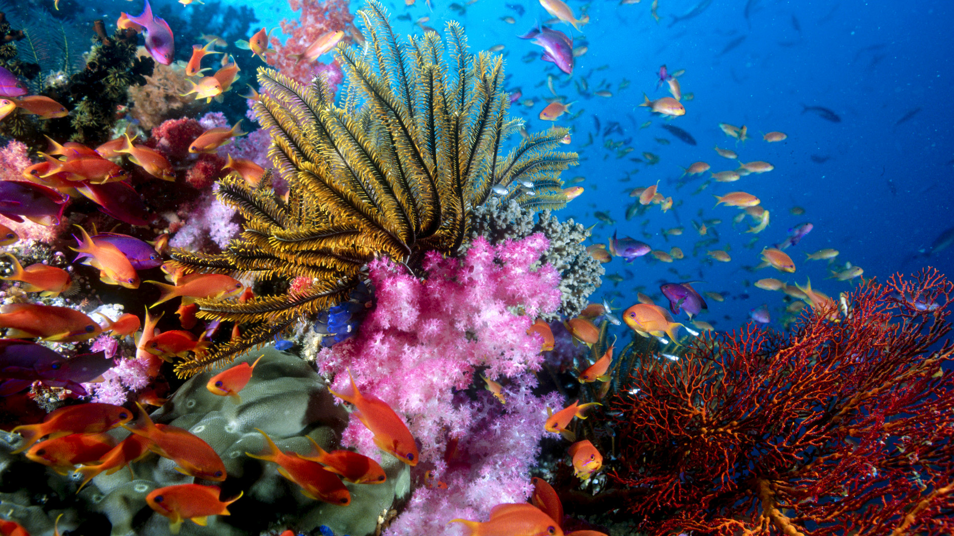 Ocean Life Backgrounds