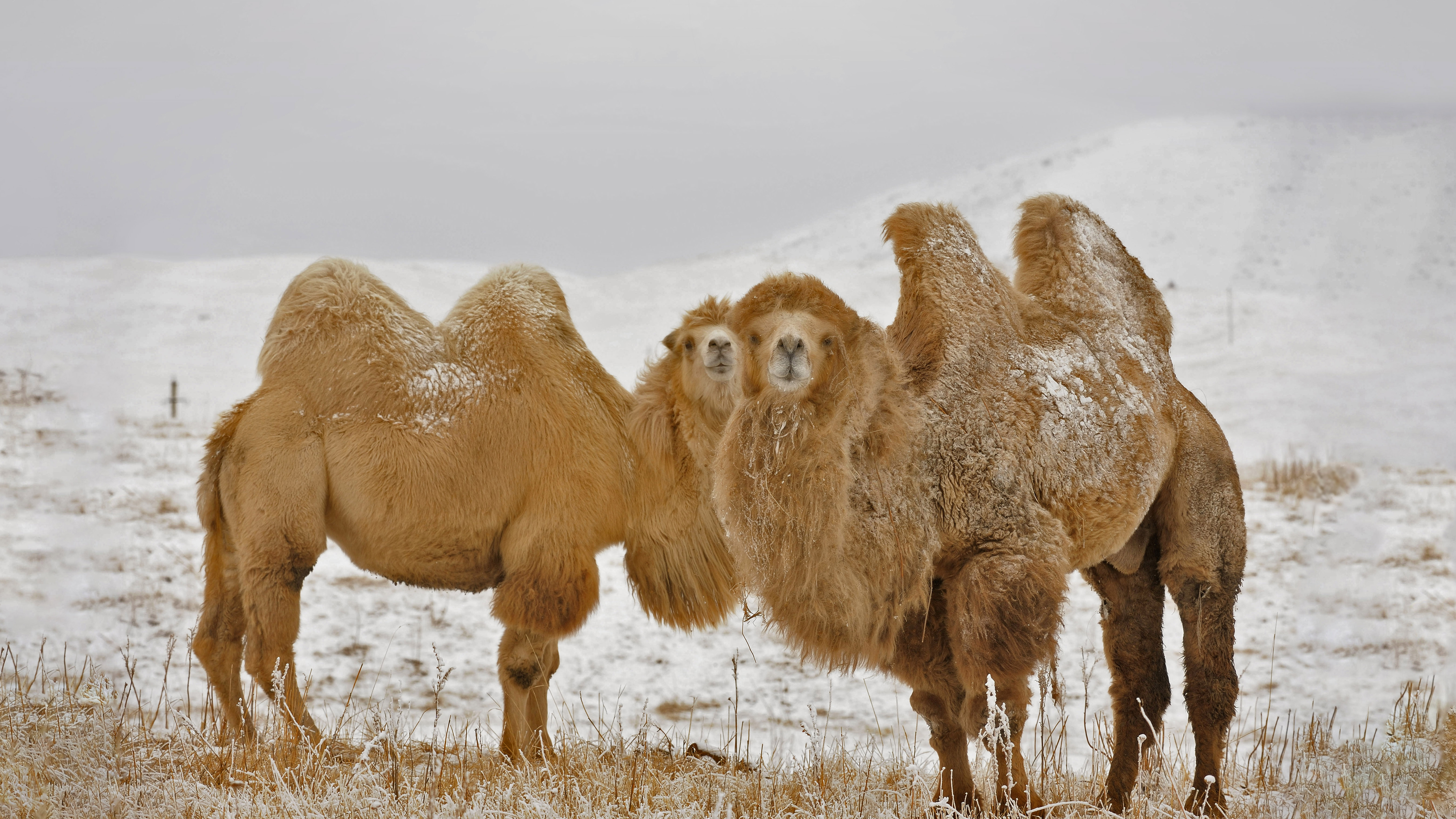 Two Bactrian camels in Kazakhstan by Nurlan Kulcha