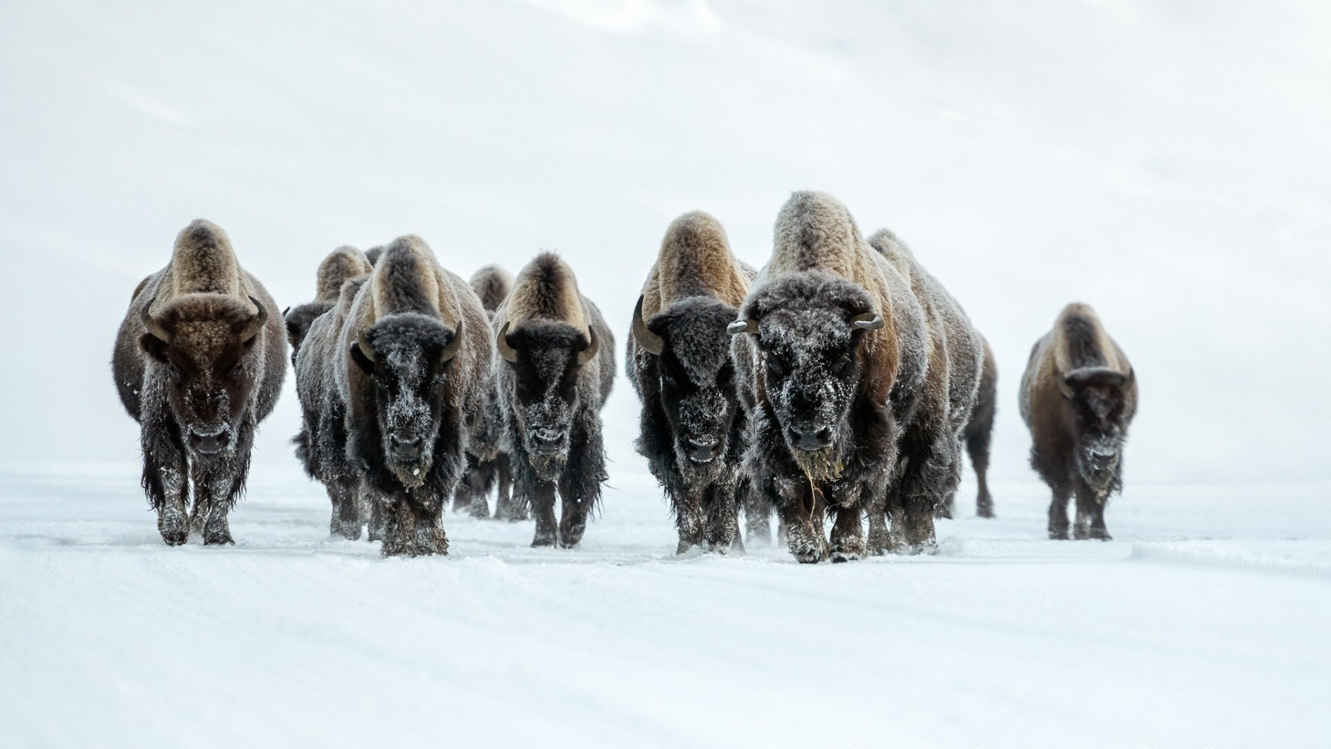 Download Winter Animal American Bison HD Wallpaper