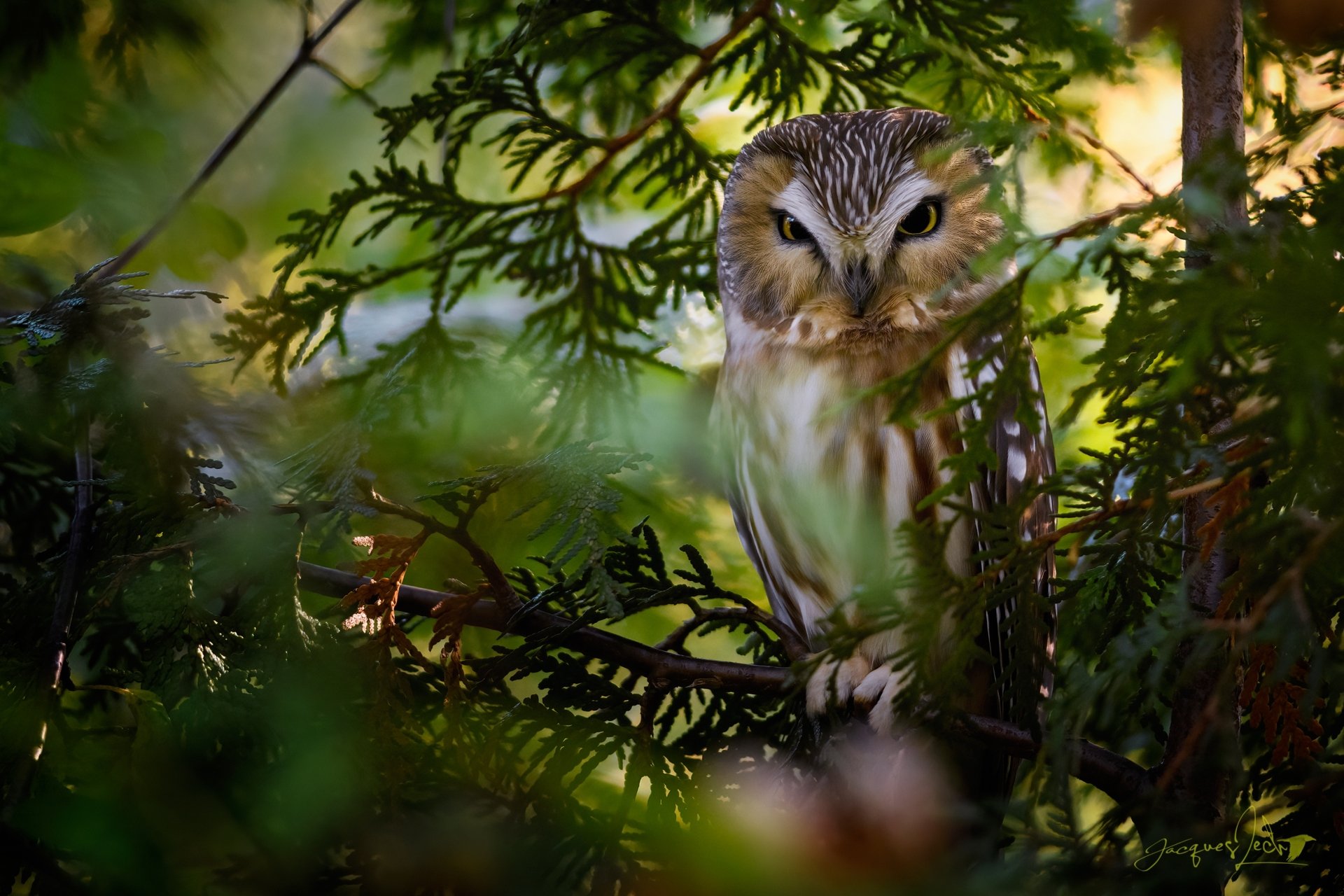 A sharp-eyed boreal owl perched among dense green foliage, captured in high definition as an animal-themed PC desktop wallpaper.