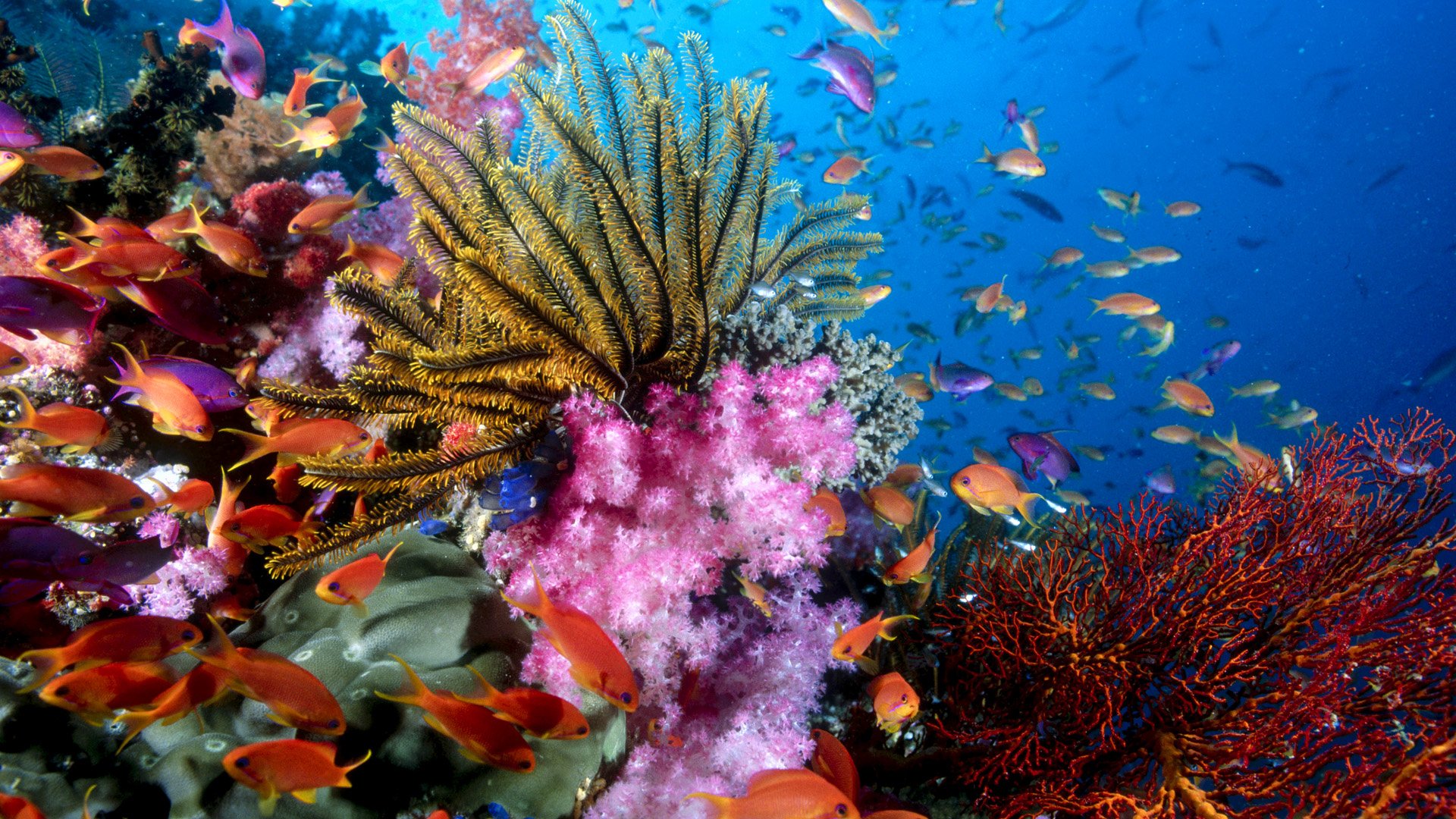 63 Sea Life HD Wallpapers | Background Images - Wallpaper ...