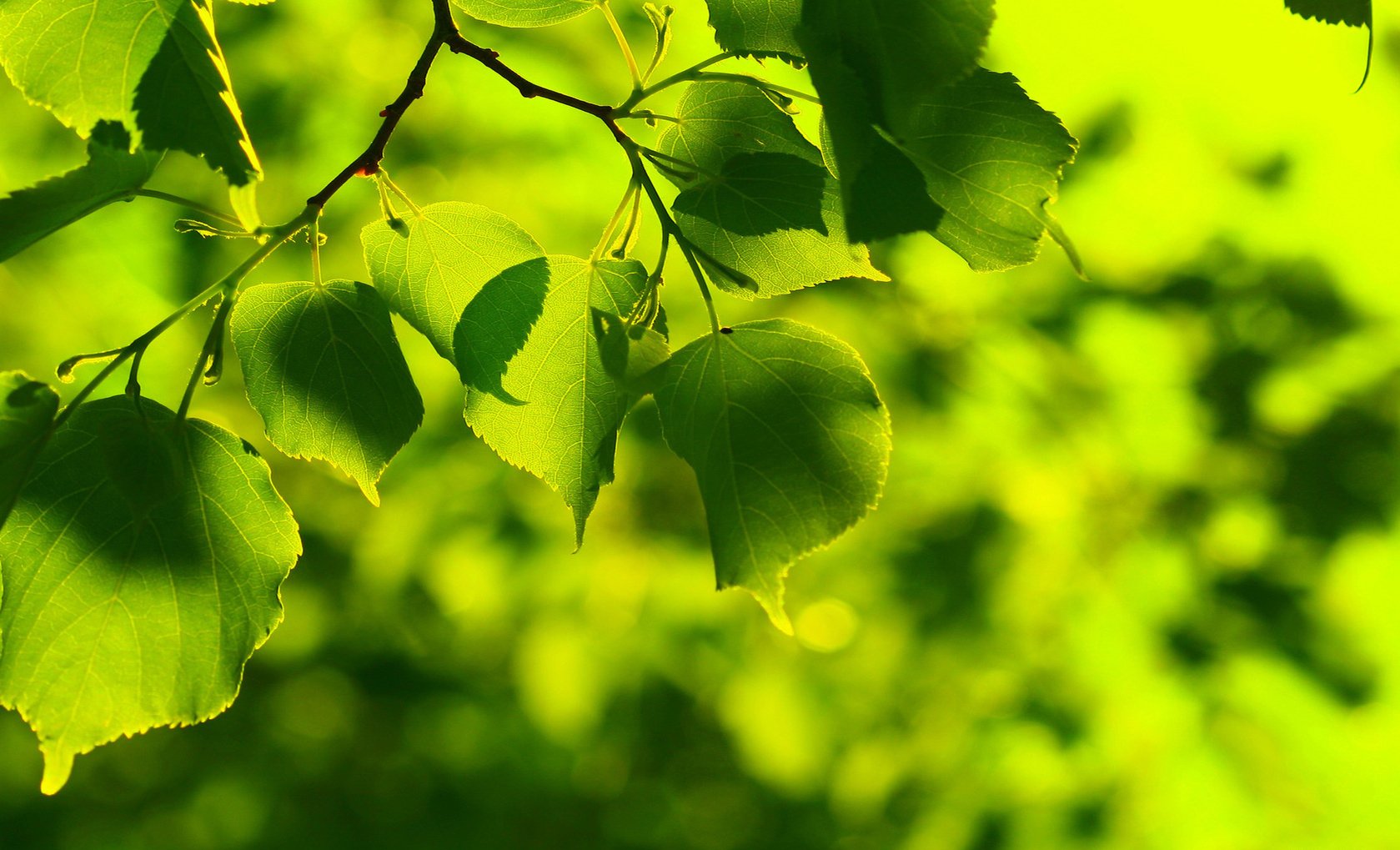 Nature Leaf Wallpaper