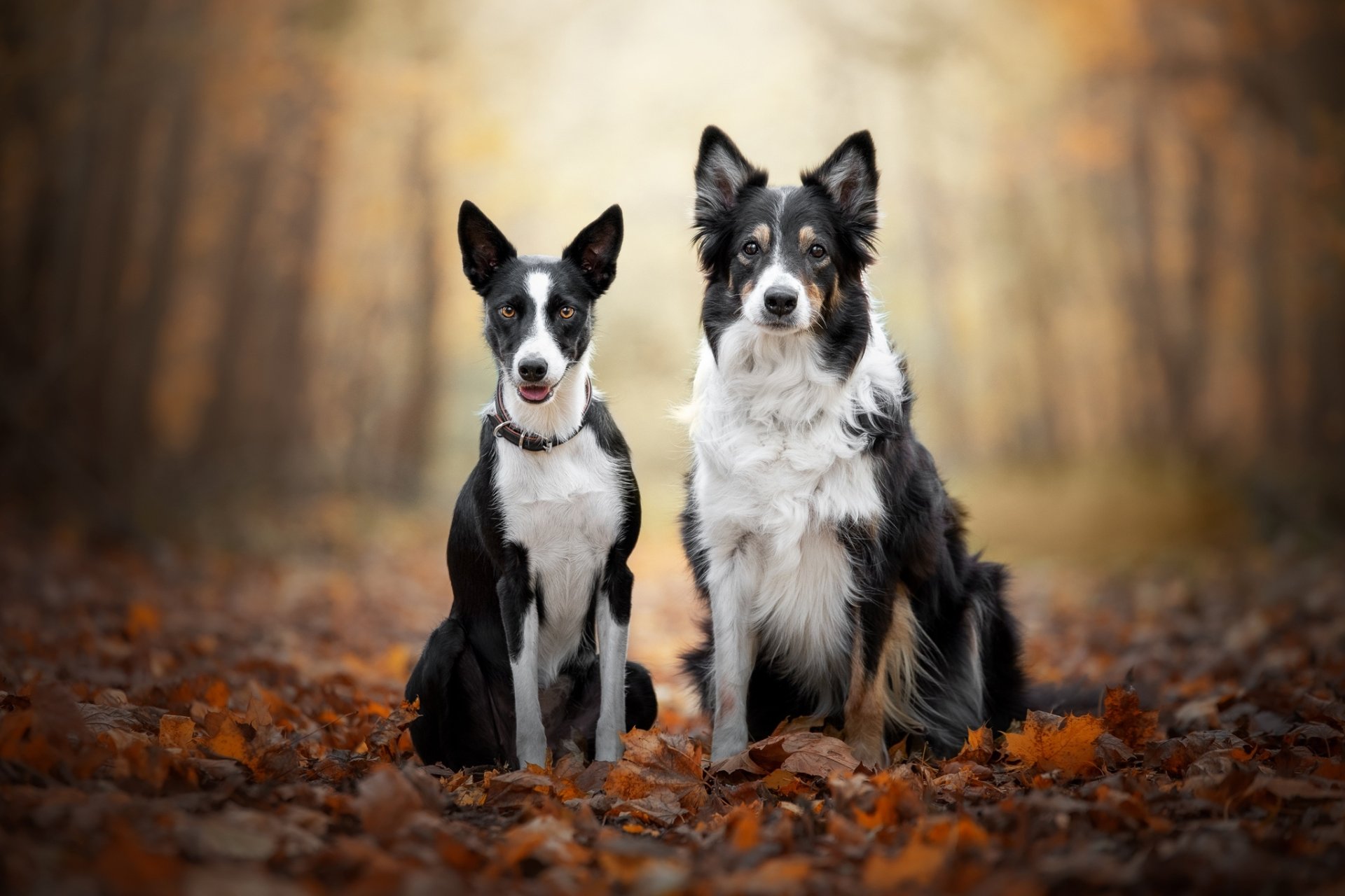 Download Border Collie Animal Dog HD Wallpaper