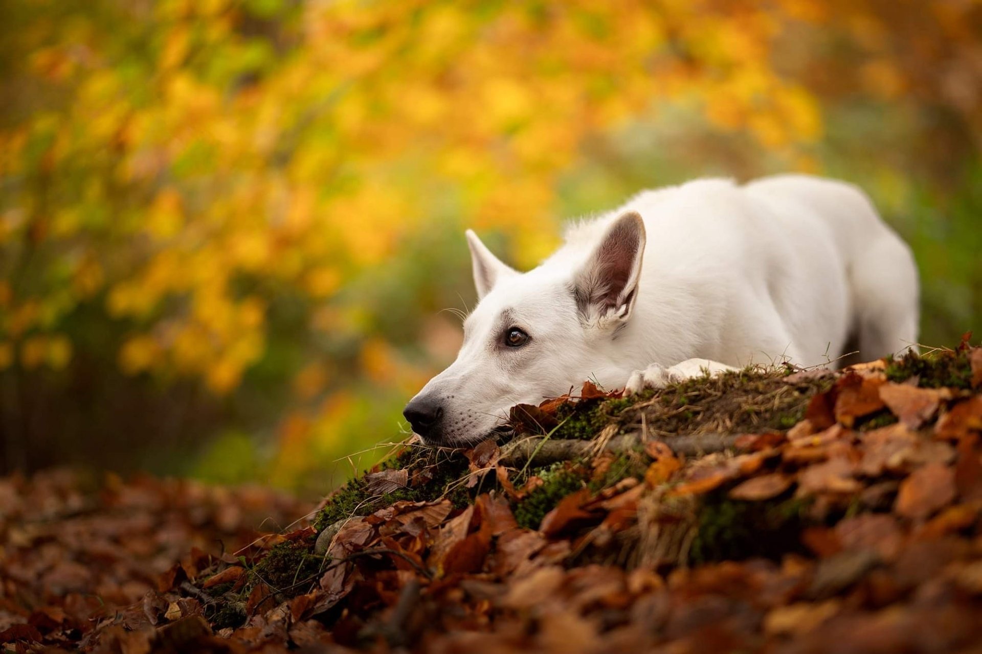 Download Animal Swiss Shepherd HD Wallpaper