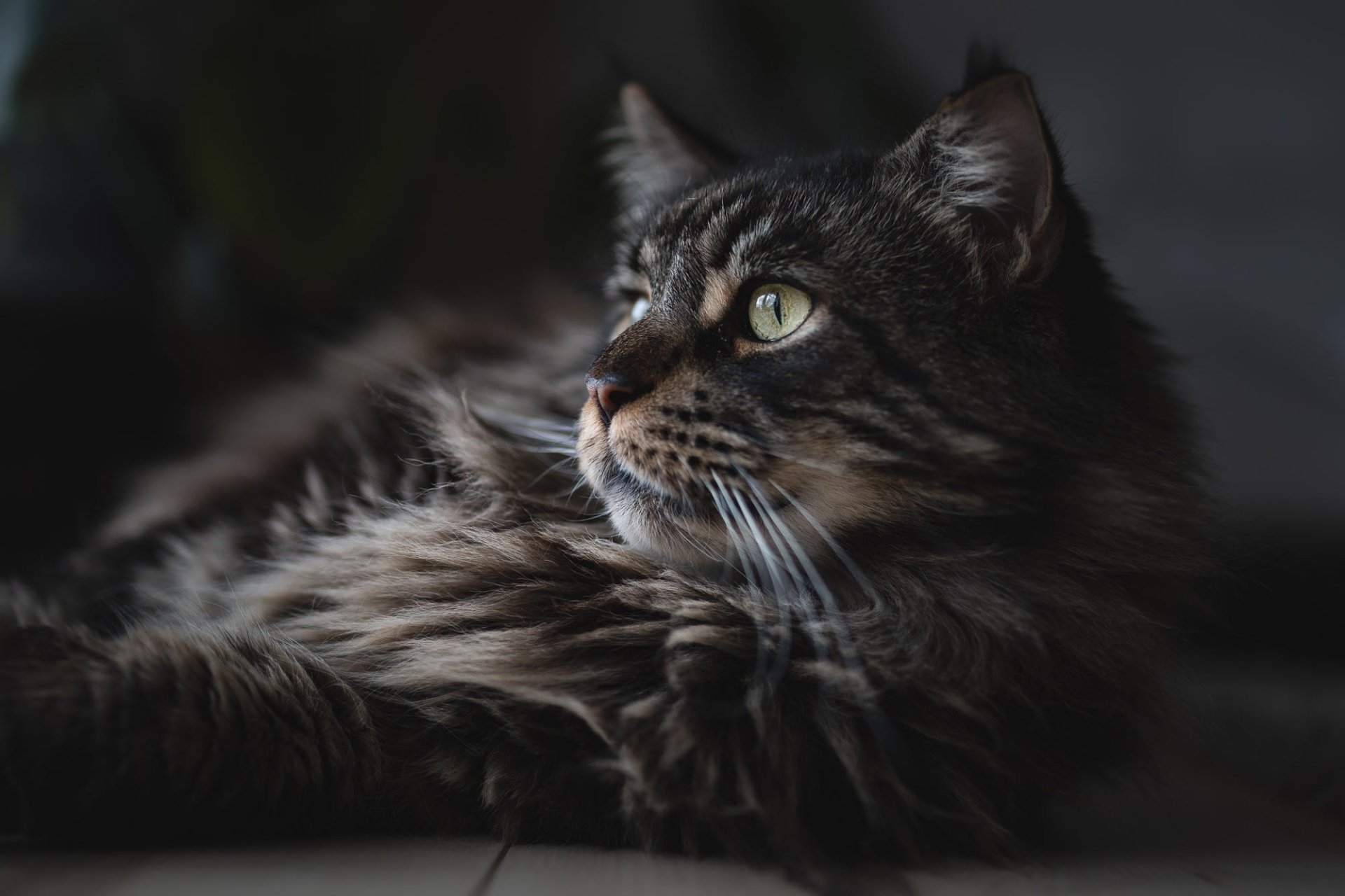 Download Cat Animal Maine Coon HD Wallpaper