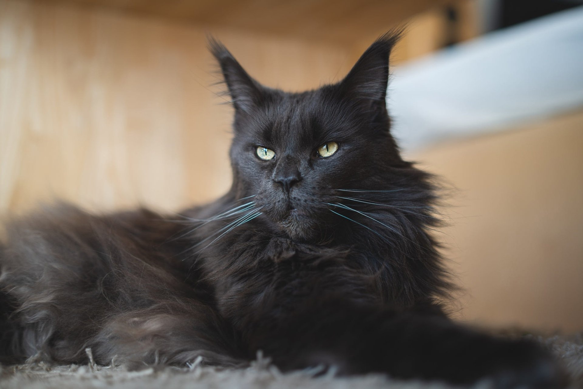 Download Cat Animal Maine Coon HD Wallpaper