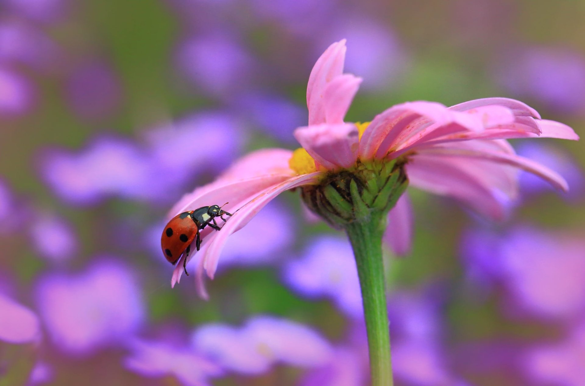 Animal Ladybug HD Wallpaper