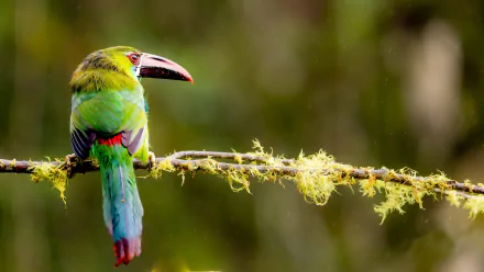 crimson-rumped toucanet Gray-breasted Mountain Toucan Animal toucan HD Desktop Wallpaper | Background Image