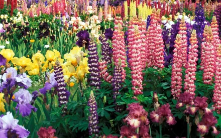 lupine iris nature flower HD Desktop Wallpaper | Background Image