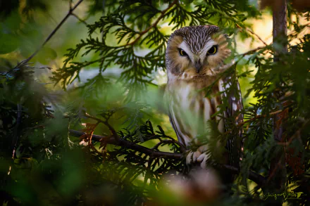 A sharp-eyed boreal owl perched among dense green foliage, captured in high definition as an animal-themed PC desktop wallpaper.