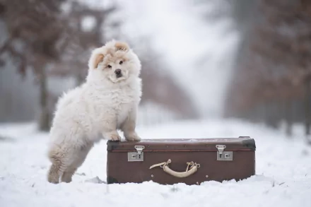 baby animal puppy Animal chow chow HD Desktop Wallpaper | Background Image